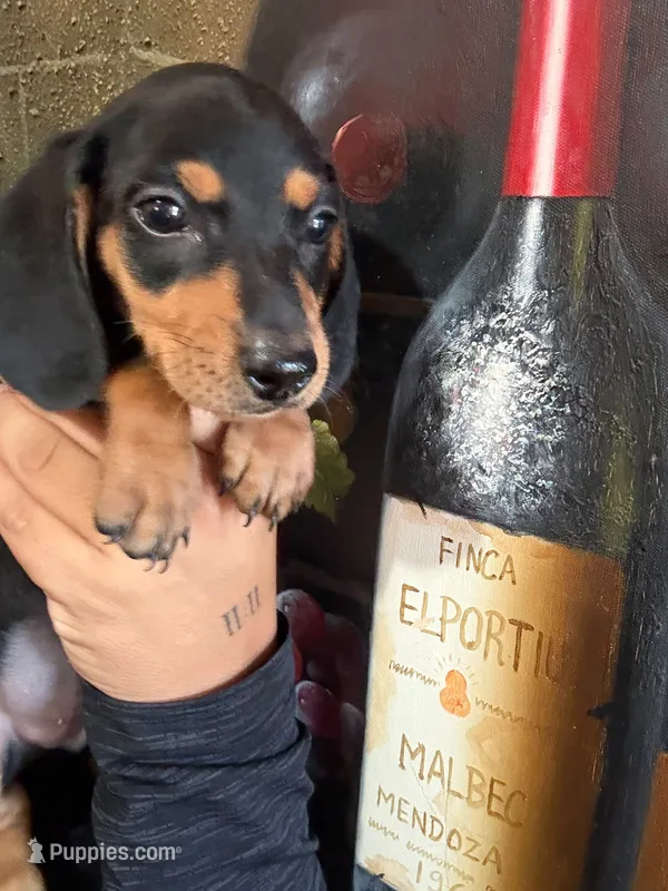 king – Miniature Dachshund puppy for sale in San Diego, CA