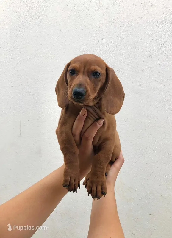 Princess  – Miniature Dachshund puppy for sale in Chula Vista, CA