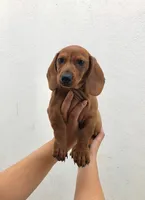 Princess , a female Miniature Dachshund for sale in Chula Vista, CA – 1 of 5