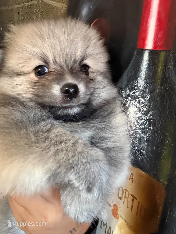 Teddy  – Pomeranian puppy for sale in San Diego, CA