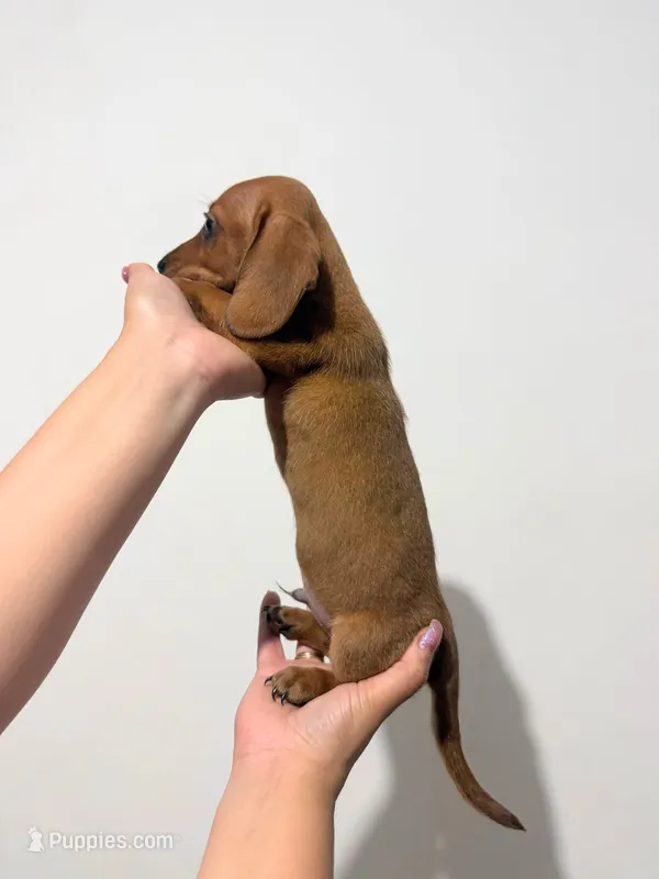 Lucky – Miniature Dachshund puppy for sale in San Diego, CA