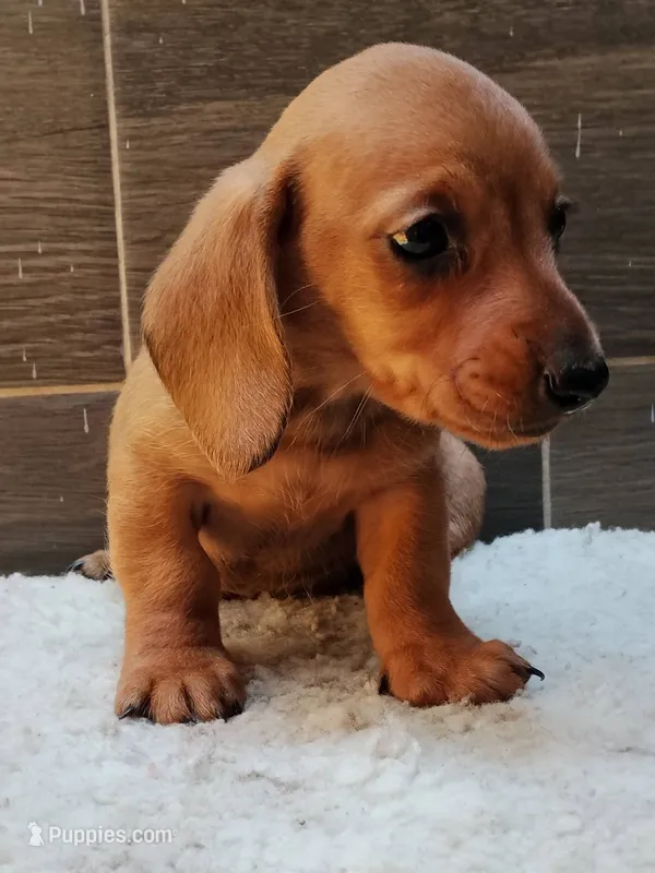 Lucky – Miniature Dachshund puppy for sale in San Diego, CA