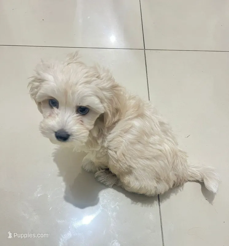 Lucky – Maltipoo puppy for sale in San Diego, CA