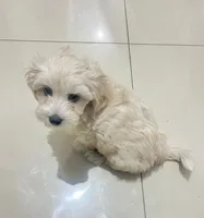 Lucky, a male Maltipoo for sale in San Diego, CA – 1 of 4