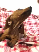 Princess , a female Miniature Dachshund for sale in Chula Vista, CA – 6 of 6
