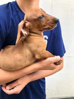 Princess , a female Miniature Dachshund for sale in Chula Vista, CA – 2 of 5