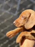 Lucky, a male Miniature Dachshund for sale in San Diego, CA – Photo 3 of 3