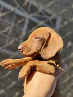 Lucky, a male Miniature Dachshund for sale in San Diego, CA – Photo 1 of 3