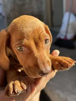 Lucky, a male Miniature Dachshund for sale in San Diego, CA – Photo 2 of 3