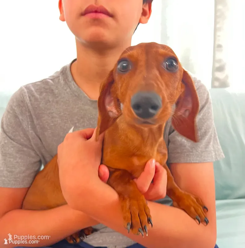 Princess – Miniature Dachshund puppy for sale in Chula Vista, CA