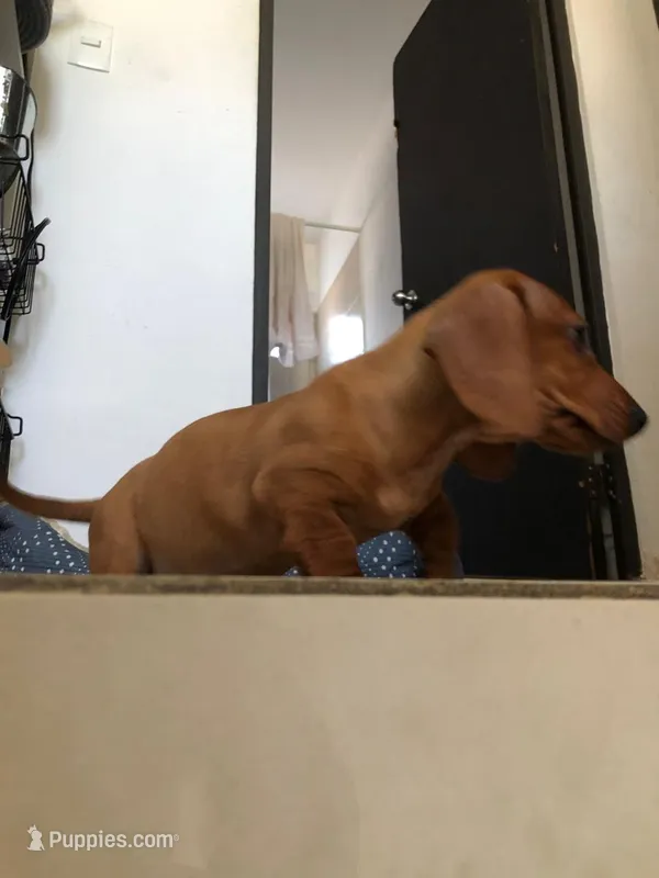 Princess  – Miniature Dachshund puppy for sale in Chula Vista, CA