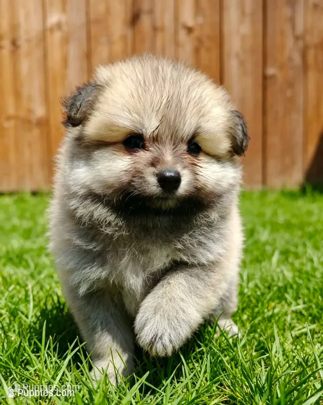 Teddy  – Pomeranian puppy for sale in San Diego, CA