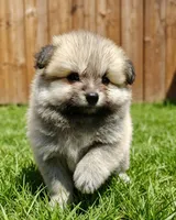 Teddy , a male Pomeranian for sale in San Diego, CA – 1 of 1