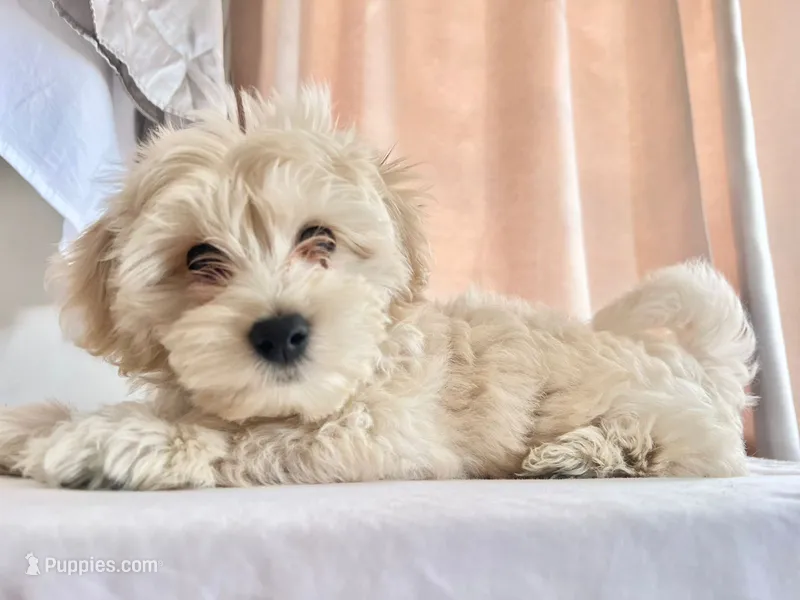 Tommy – Maltipoo puppy for sale in San Diego, CA
