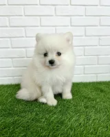 king, a male Pomeranian for sale in San Diego, CA – 1 of 2