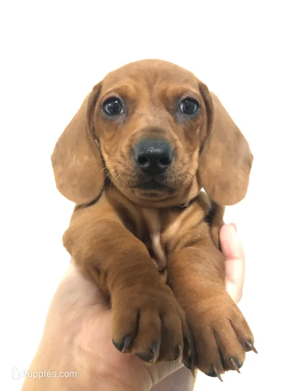 Princess , a female Miniature Dachshund for sale in Chula Vista, CA – 1 of 6