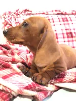 Princess , a female Miniature Dachshund for sale in Chula Vista, CA – 2 of 6