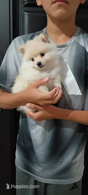 Tobby  – Pomeranian puppy for sale in San Diego, CA