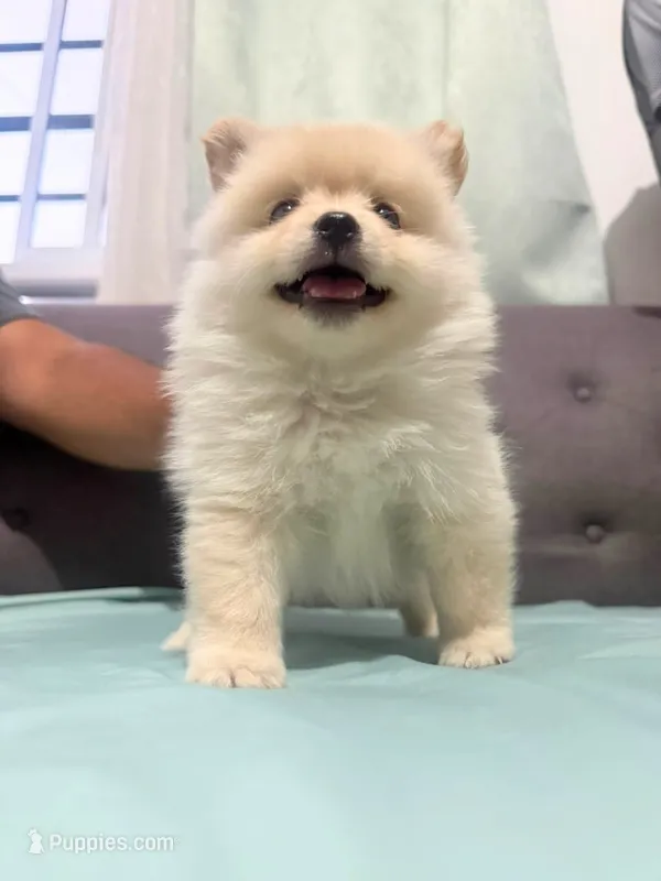 Tobby  – Pomeranian puppy for sale in San Diego, CA