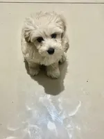 Lucky, a male Maltipoo for sale in San Diego, CA – 2 of 4