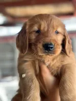 Princess, a female Golden Retriever for sale in San Diego, CA – Photo 3 of 4