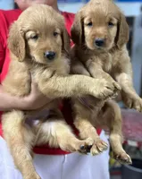 Princess, a female Golden Retriever for sale in San Diego, CA – Photo 4 of 4