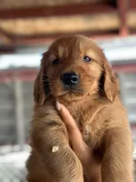 Princess, a female Golden Retriever for sale in San Diego, CA – Photo 2 of 4