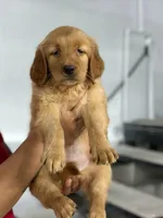 Princess, a female Golden Retriever for sale in San Diego, CA – Photo 1 of 4