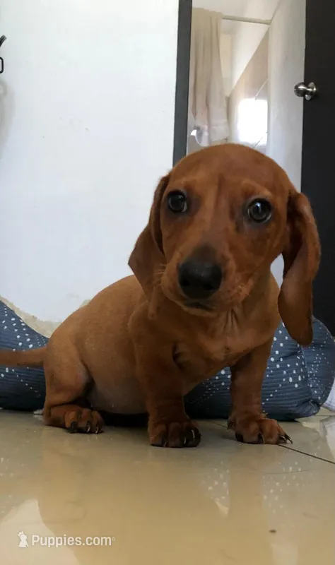 Princess  – Miniature Dachshund puppy for sale in Chula Vista, CA