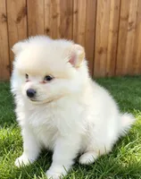 Tobby , a male Pomeranian for sale in San Diego, CA – 1 of 1