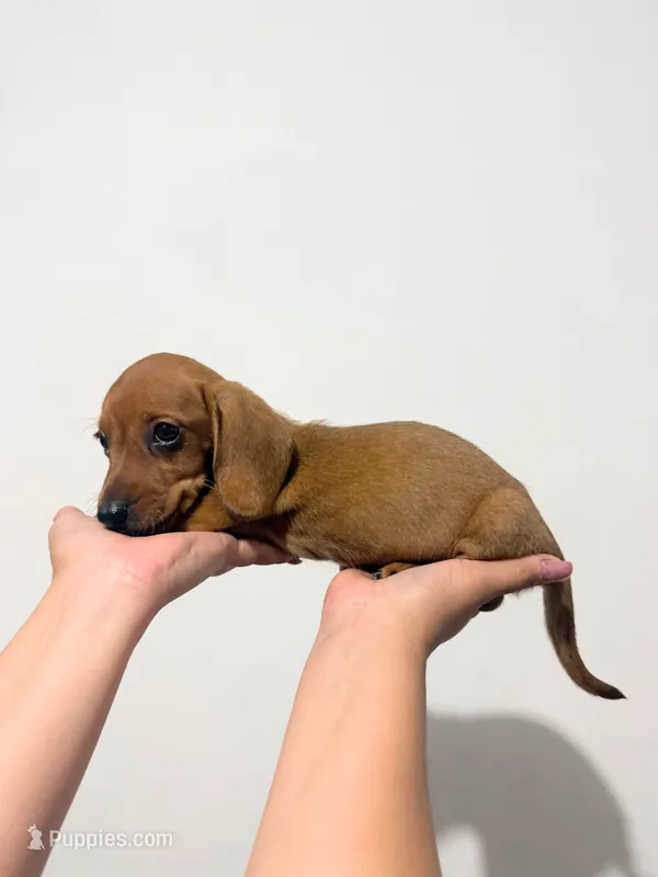 Lucky – Miniature Dachshund puppy for sale in San Diego, CA