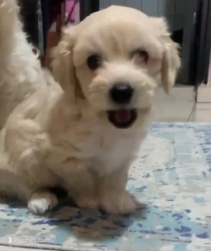 Lucky – Maltipoo puppy for sale in San Diego, CA