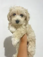 Lucky, a male Maltipoo for sale in San Diego, CA – 4 of 4