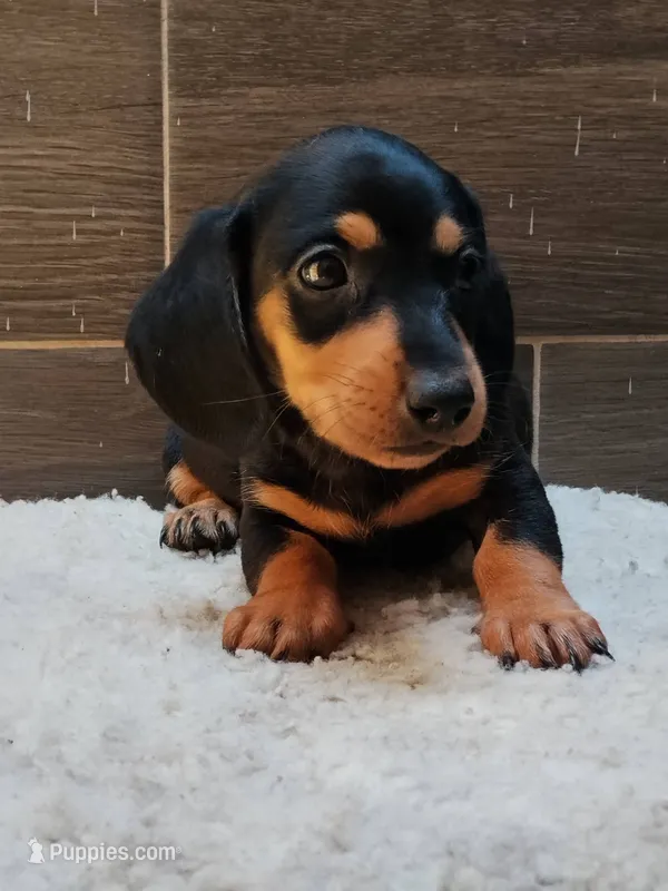 king – Miniature Dachshund puppy for sale in San Diego, CA