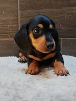 king, a male Miniature Dachshund for sale in San Diego, CA – 1 of 1