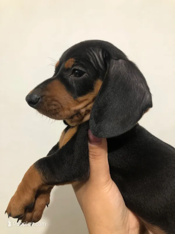 king – Miniature Dachshund puppy for sale in San Diego, CA