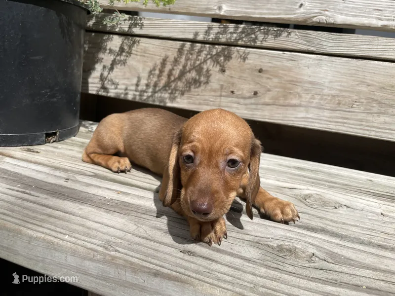 Ginger – Miniature Dachshund puppy for sale in Seguin, TX