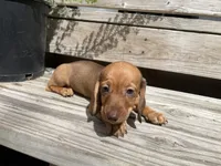 Ginger, a female Miniature Dachshund for sale in Seguin, TX – 1 of 3