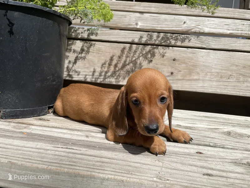 Bella – Miniature Dachshund puppy for sale in Seguin, TX