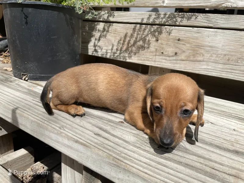 Lucy – Miniature Dachshund puppy for sale in Seguin, TX