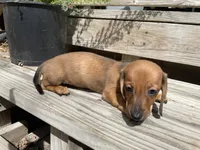 Lucy, a female Miniature Dachshund for sale in Seguin, TX – 1 of 2
