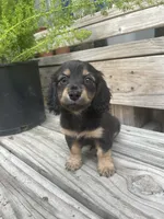 Oreo, a male Miniature Dachshund for sale in Seguin, TX – 1 of 1