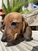 Lucy, a female Miniature Dachshund for sale in Seguin, TX – 2 of 2