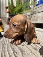 Ginger, a female Miniature Dachshund for sale in Seguin, TX – 3 of 3