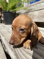 Ginger, a female Miniature Dachshund for sale in Seguin, TX – 2 of 3