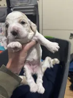 Girl baby puppy, a female Cocker Spaniel for sale in Fountain Valley, CA – 2 of 3