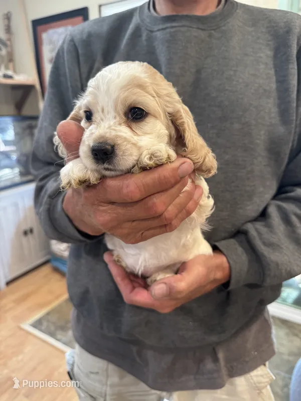 Girl baby puppy – Cocker Spaniel puppy for sale in Fountain Valley, CA