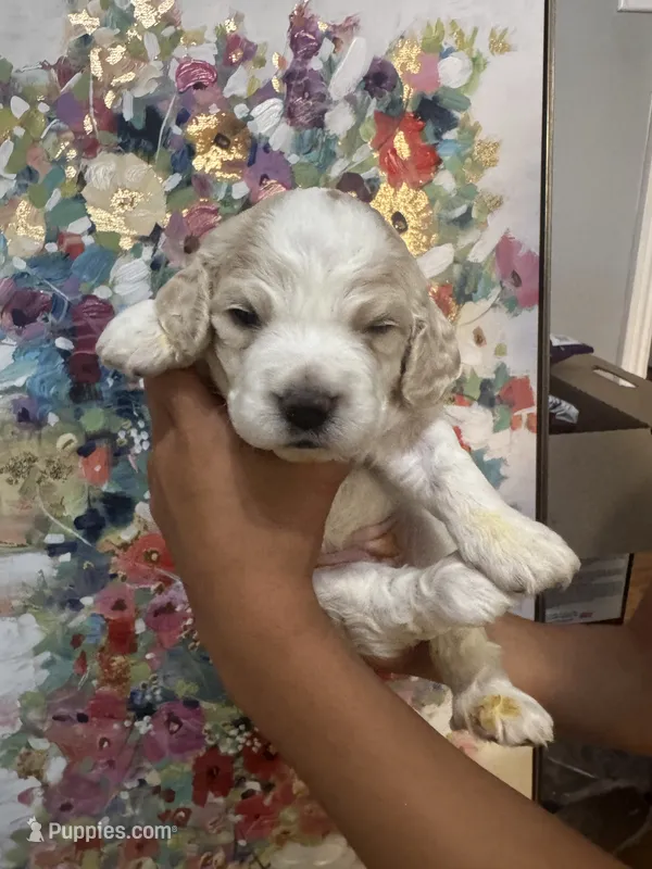 Girl baby puppy – Cocker Spaniel puppy for sale in Fountain Valley, CA