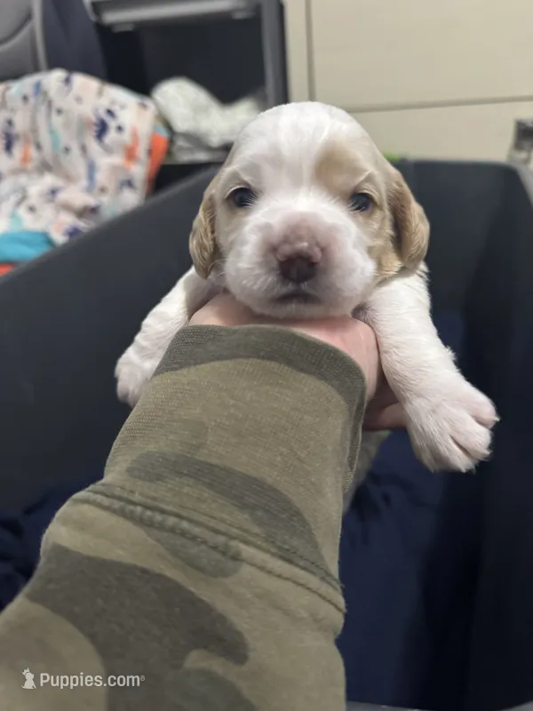 Baby girl  – Cocker Spaniel puppy for sale in Fountain Valley, CA