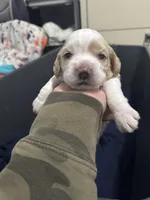 Baby girl , a female Cocker Spaniel for sale in Fountain Valley, CA – 3 of 3